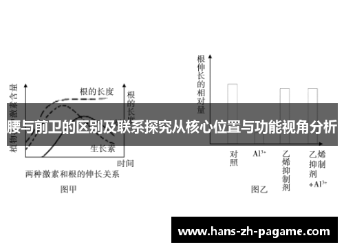 腰与前卫的区别及联系探究从核心位置与功能视角分析 腰与前卫的区别及联系探究从核心位置与功能视角分析